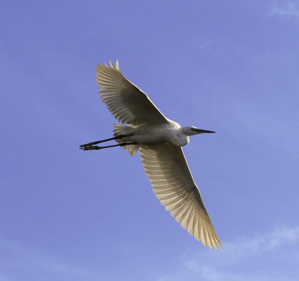 Why use back button focusing? Abhishek Deepak