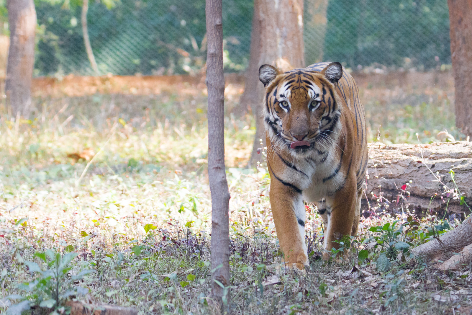 Animals of Birsa Zoological Park – Abhishek Deepak