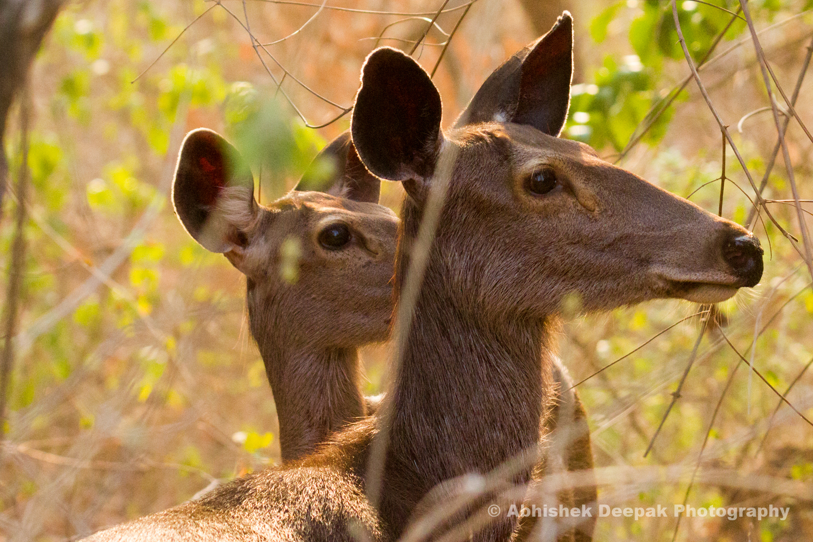 Mammals of Rajaji National Park – Abhishek Deepak