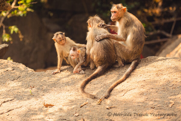 Bonnet Macaque family