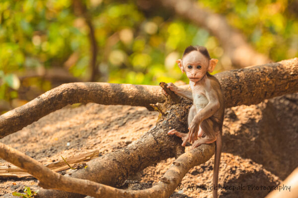 Bonnet Macaque baby